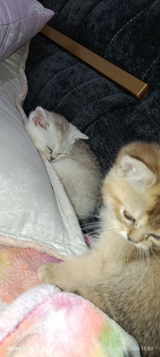 Mushuk sotaman shinshila