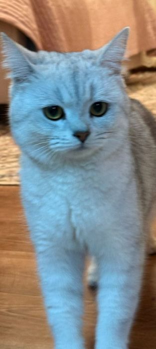 Мысық сатам ерке әдеми мысық мурка