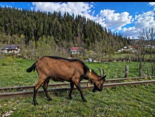 Vând tap alpin francez