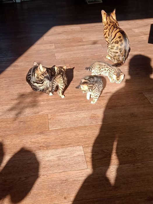 Бенгальские котята