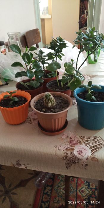 Продам комнатные цветы