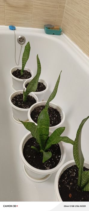 Продам цветы сансеверия Тещин язык ,красивое полезное неприхотливый