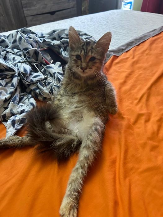 Отдаем котенку хорошие руки