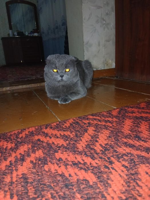 Продается кот в добрые руки