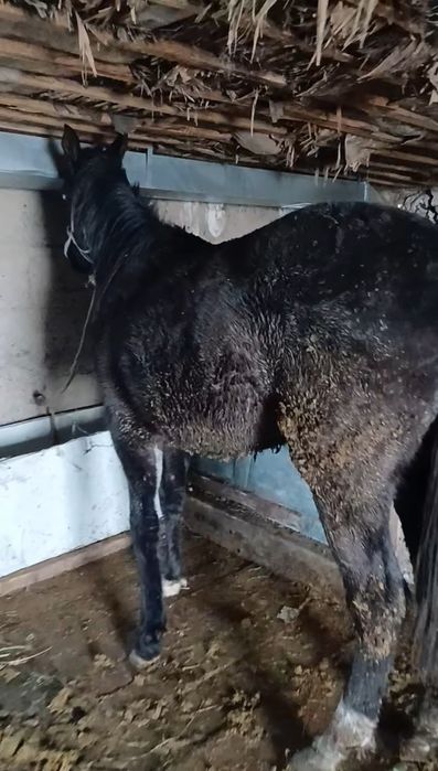 Согым бордақы құнан ат