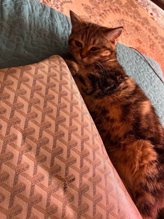 кошка 8 месяцев