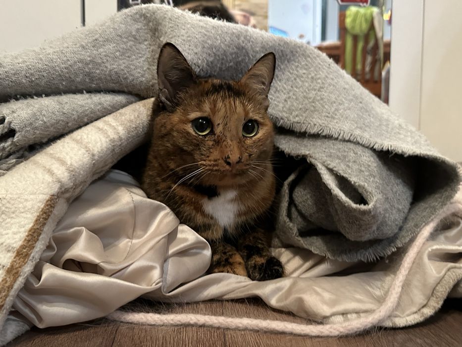 Кошечка в добрый руки