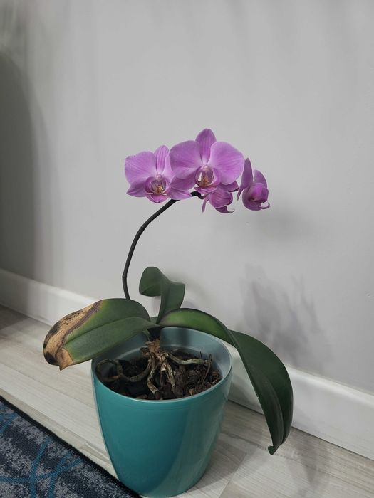 Продам орхидеи разные