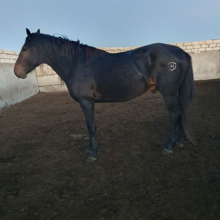 Кушум айғыр сатылады