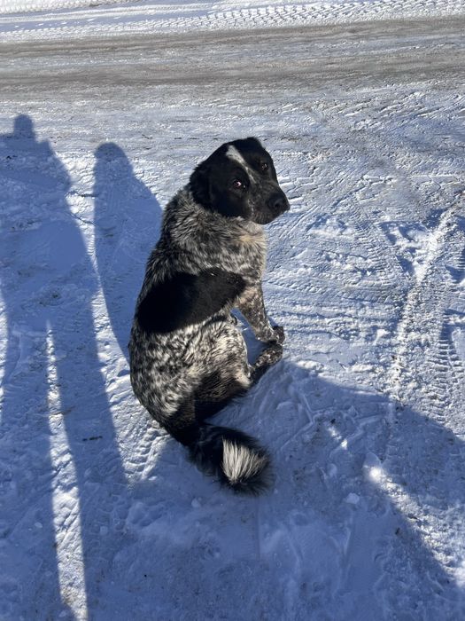 В добрые руки алабай
