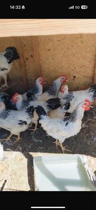 Адлер тауыктар .