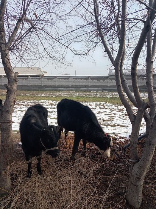 2 buzoqcha sotiladi 1tasi erkak 2 chisi urg'ochihi