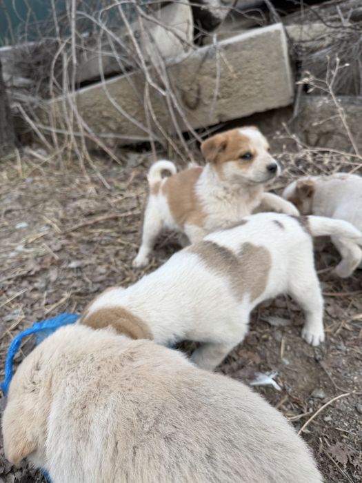 Щенята в добрые руки бесплтано.