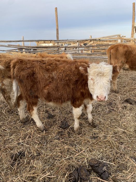 Тайша сатылады 5 бас