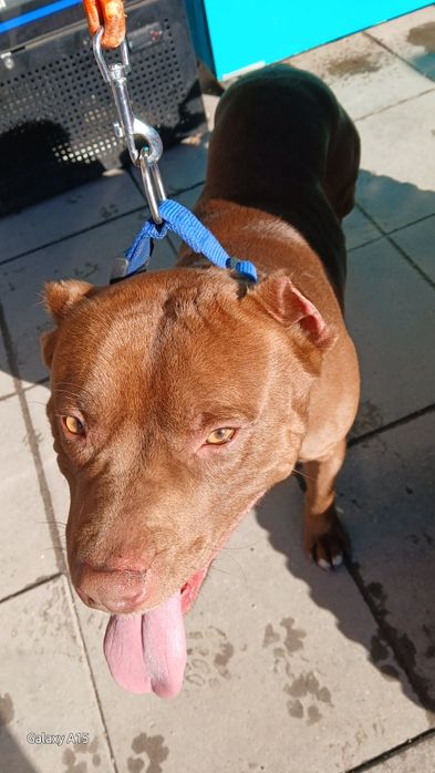 Питбул (питоподобно)