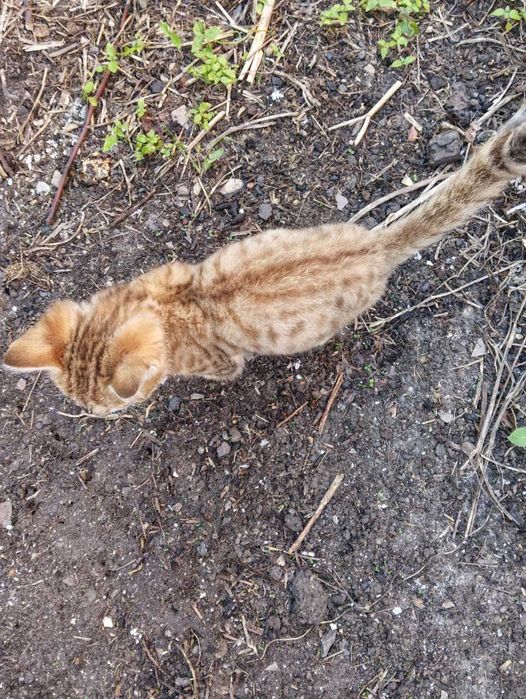Котятам нужен дом! Срочно!