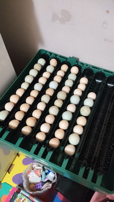 Ouă Araucana si Combatant Indian,talie mare de incubat