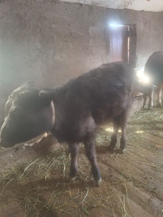 Продается бычок отличный и телка хорошая