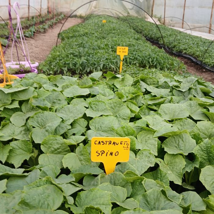 Răsaduri legume foarte frumoase