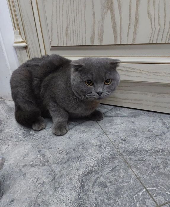 Скотиш фолд кошка