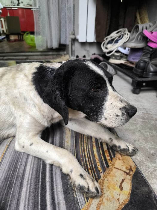 Найдена собака район Кендала