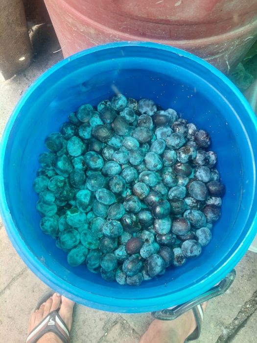 Prune pt țuică gata culese
