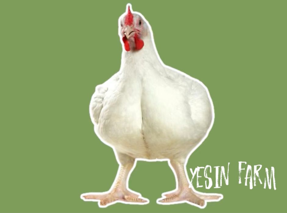 Инкубационные яйца бройлеров росс 308 качество