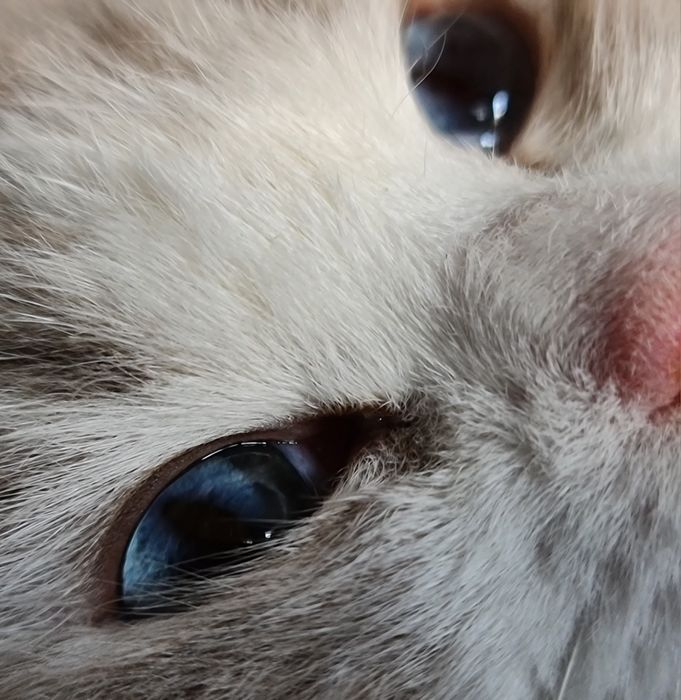 Ragdoll cu acte de origine rasă pură