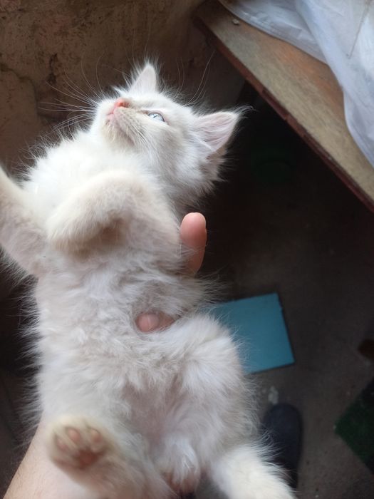 Котенок белый пушистый мальчик