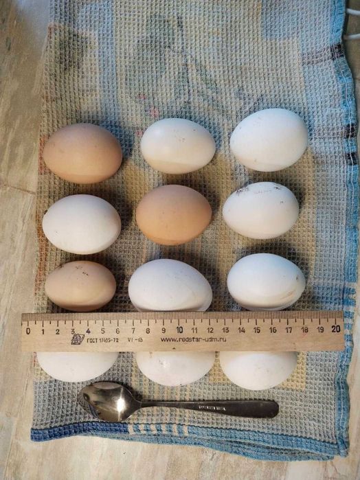 Продам яйца куриные домашние