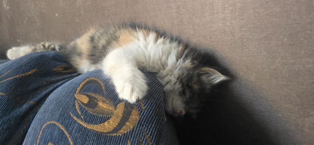 Бесплатно. Котёнок