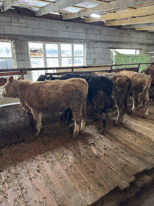 Продам 6 голов бычков