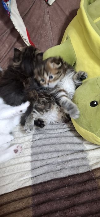 Настоящие шотландские котята