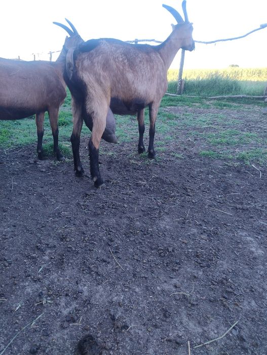 Văd edute  alpin francez din capre bune de lapte