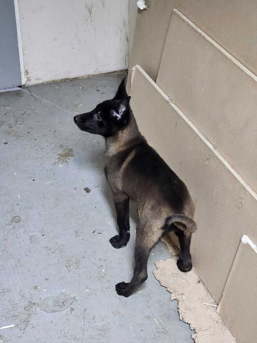 Femela Ciobanesc belgian Malinois cu pedigree