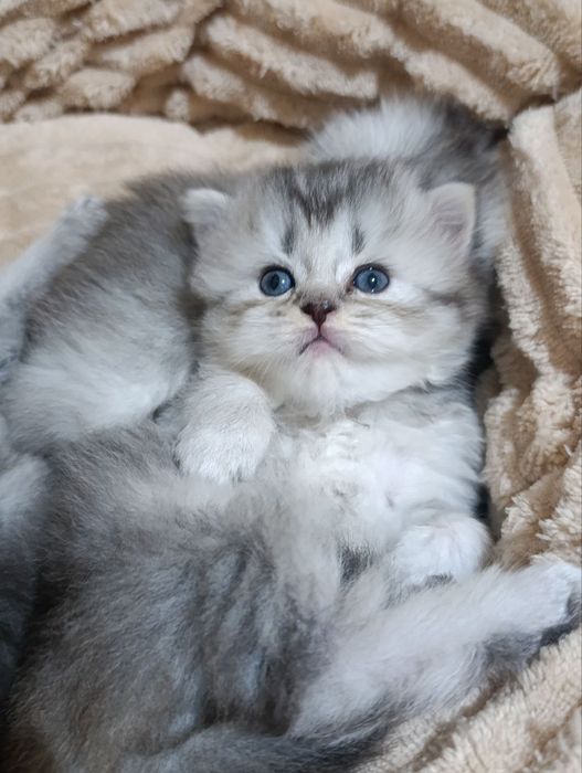 Шотландские  вислоухие котята