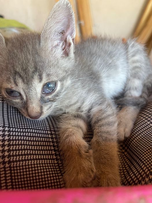 Подарява котенца