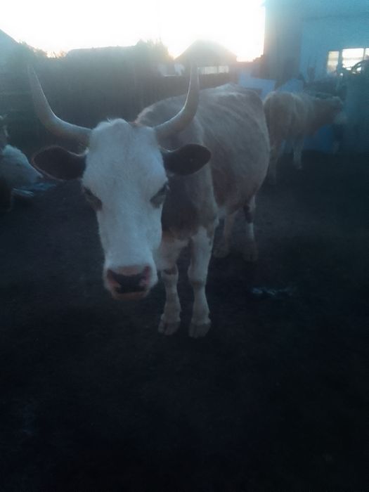 Сиыр жаксы сутти