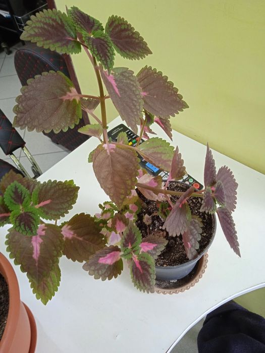 Комнатные растения