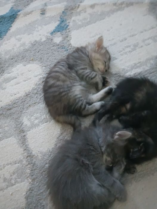 отдам котят в добрые руки