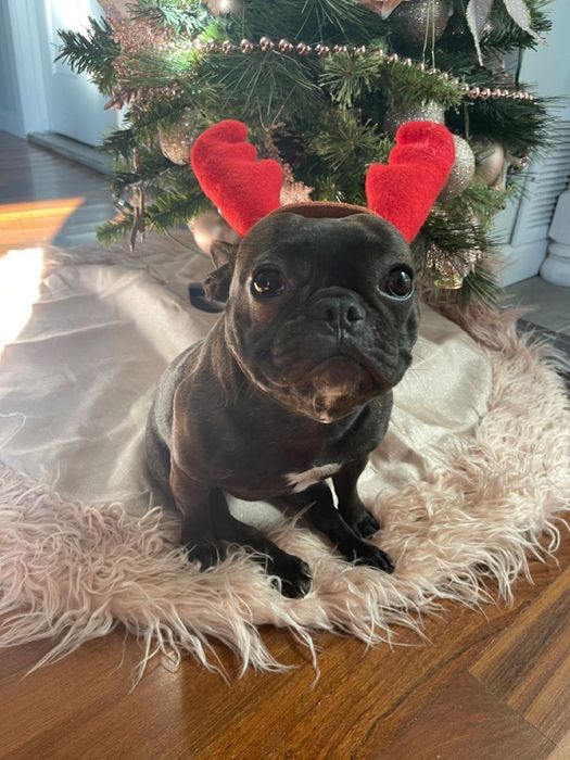 Щенок французского бульдога