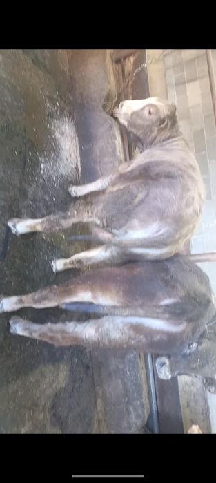 Продам упитанных бычков!