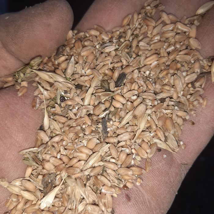 Отходы пшеничные.