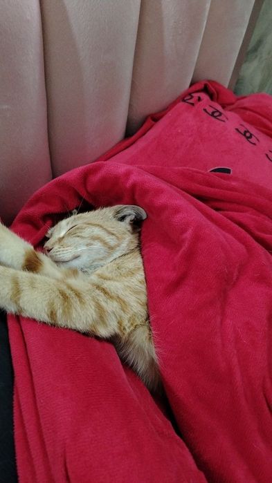 Кошечка Мия в хорошие руки !