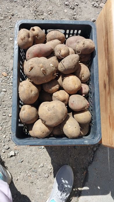 Продам картофель