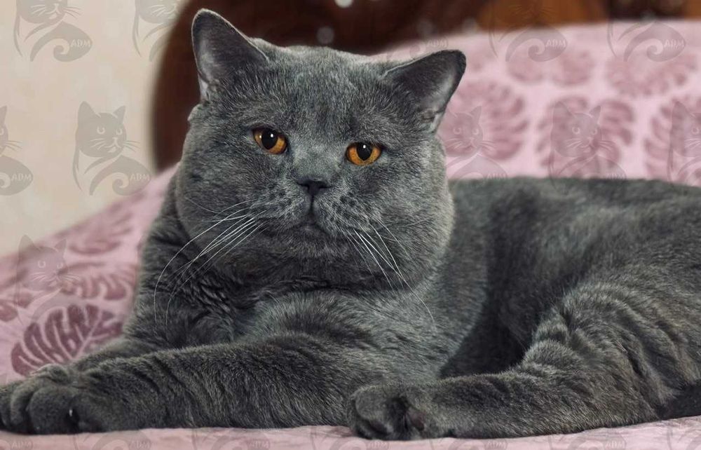 Британские короткошерстные котята премиум класса!