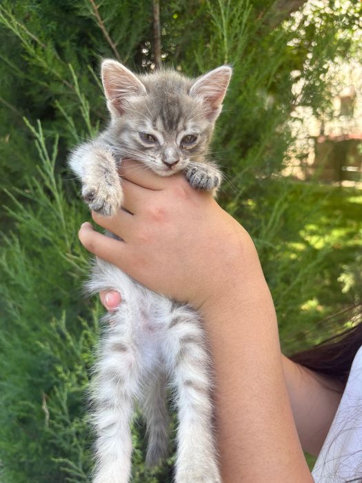 Котенок 2 месячный отдам даром
