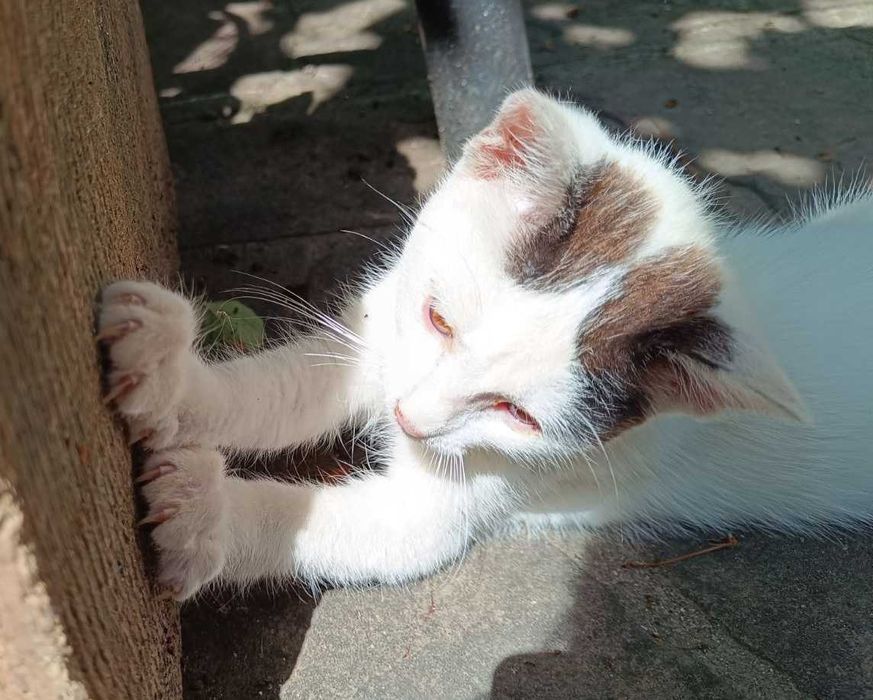 Котето Нана търси своя дом и любящ стопанин