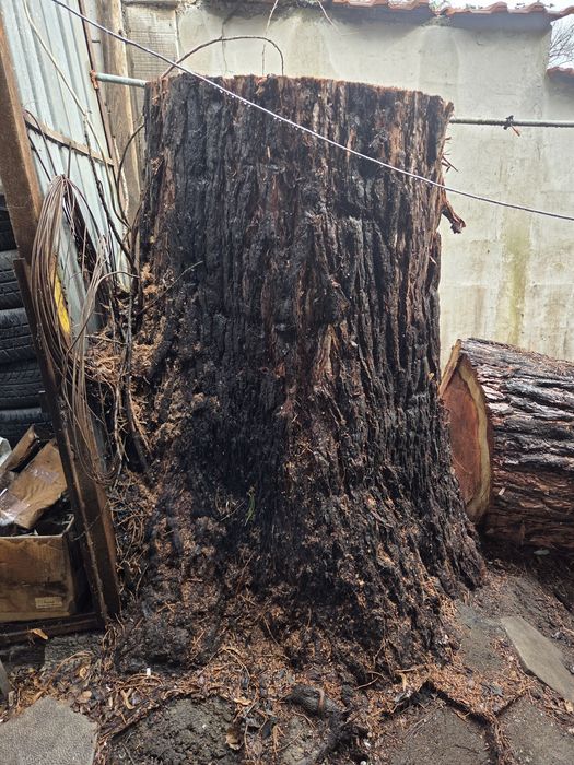 Почистване на запустели парцели ,дворове и терени