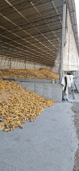 Кукуруза кормовая.Сухая